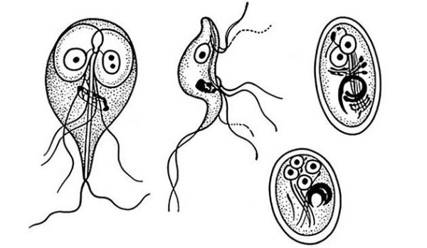 Лямблия цисты и трофозоиты