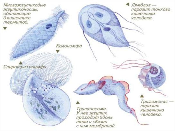 Жгутиконосцы представители паразиты