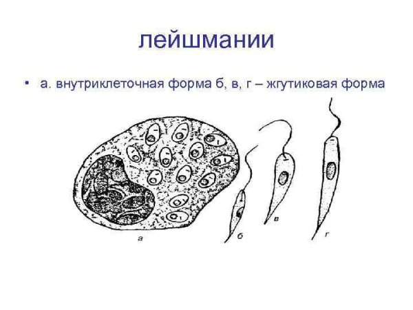 Кожный лейшманиоз строение
