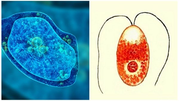 Малярийная плазмодия это одноклеточный паразит