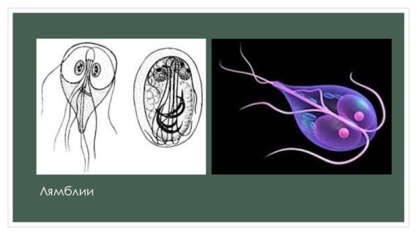 Лямблия интестиналис строение