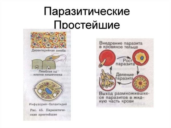 Лямблия циста строение