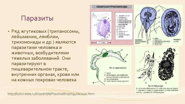 Лямблия амёба инфузория туфелька