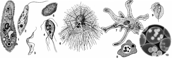 Лямблии это простейшие