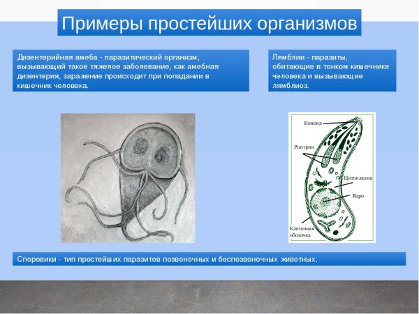 Паразитические простейшие трипаносома