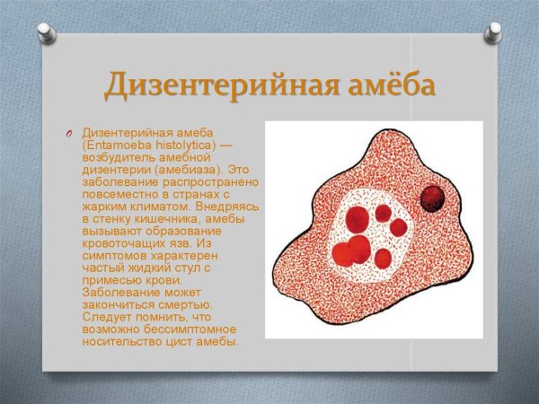 Лямблия кишечная строение