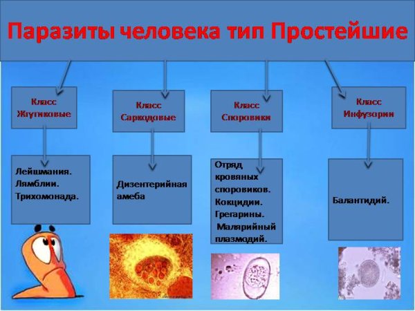 Жгутиконосцы лямблии