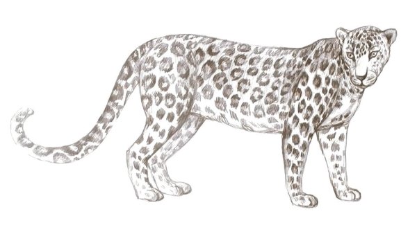 Леопард для срисовки
