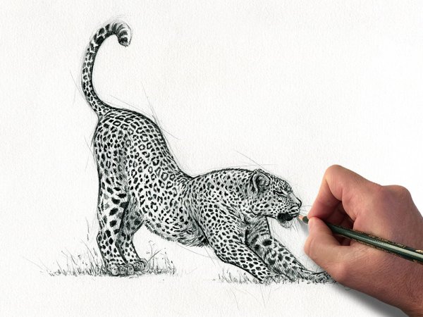 Леопард рисунок карандашом
