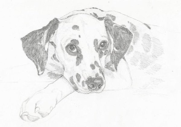 Далматинец рисунок карандашом