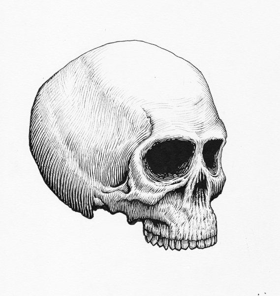 Череп карандашом