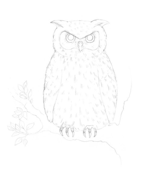 Рисование Совы карандашом
