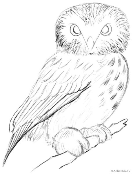 Совенок мультяшный