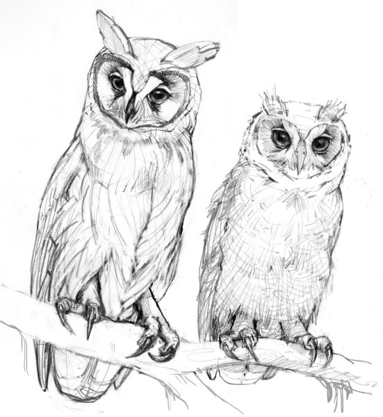Сова рисунок для срисовки легкие
