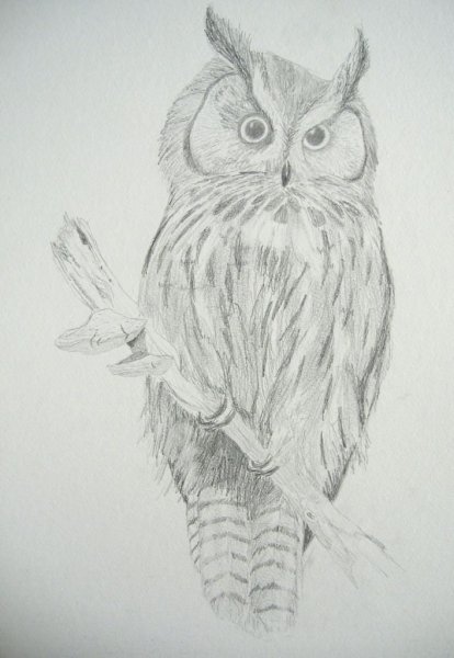 Сова карандашом для срисовки