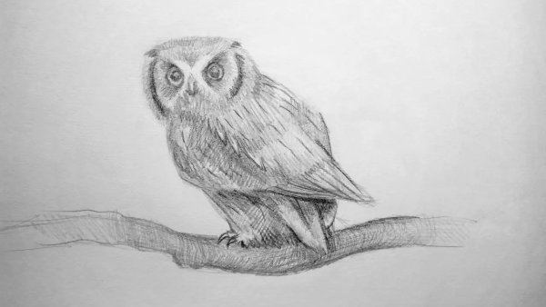 Тату голова Совы