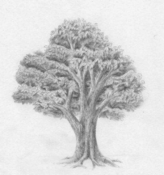 Дуб карандашом