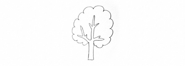 Чинара рисунок карандашом