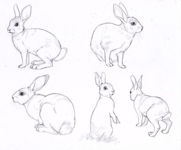 Референс кролика сбоку