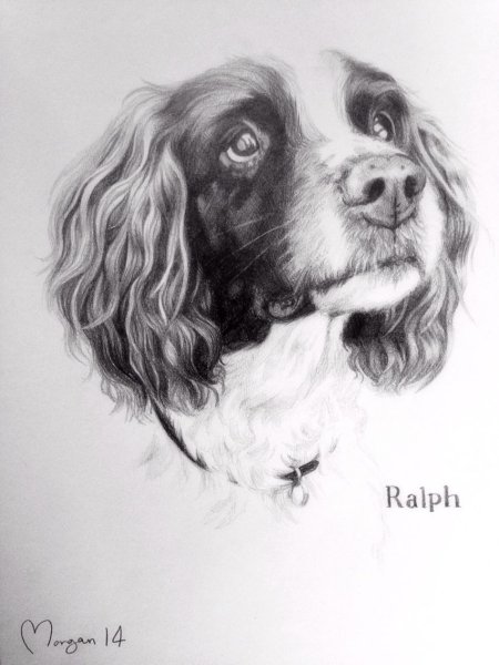 Кокер спаниель для срисовки