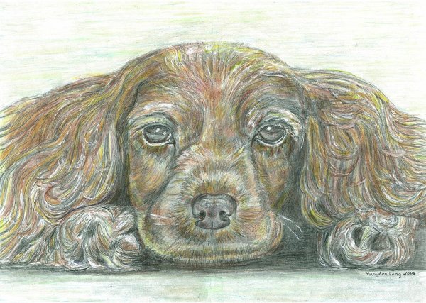 Спаниель Абрис