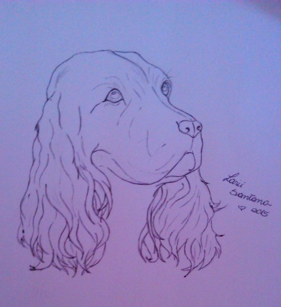 Рисунки кокер спаниель легко