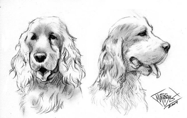 Кокер спаниель скетчи