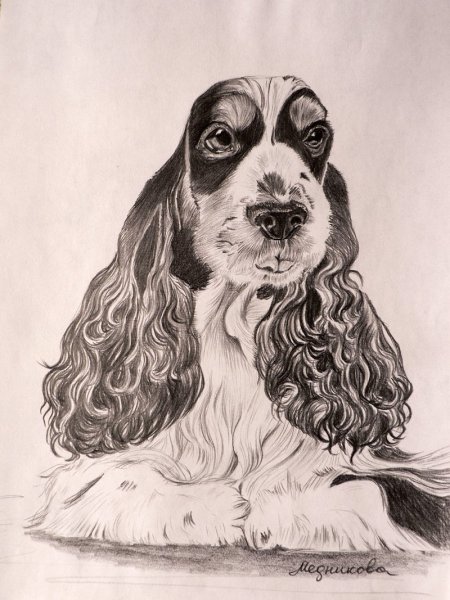 Кавалер Кинг Чарльз спаниель карандашом