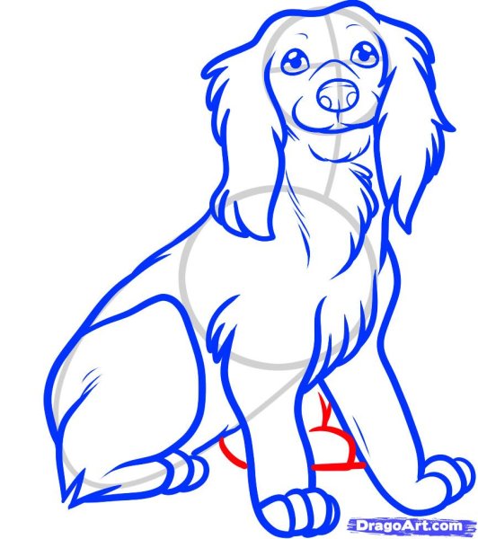 Спаниель карандашом для начинающих