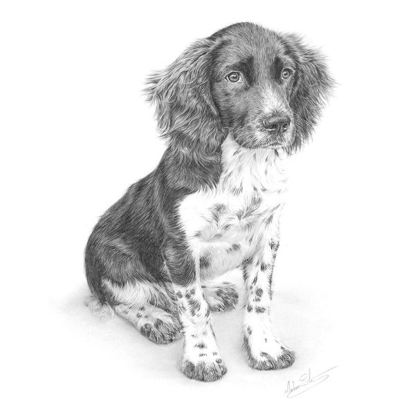 Русский охотничий спаниель