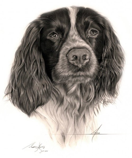 Русский охотничий спаниель