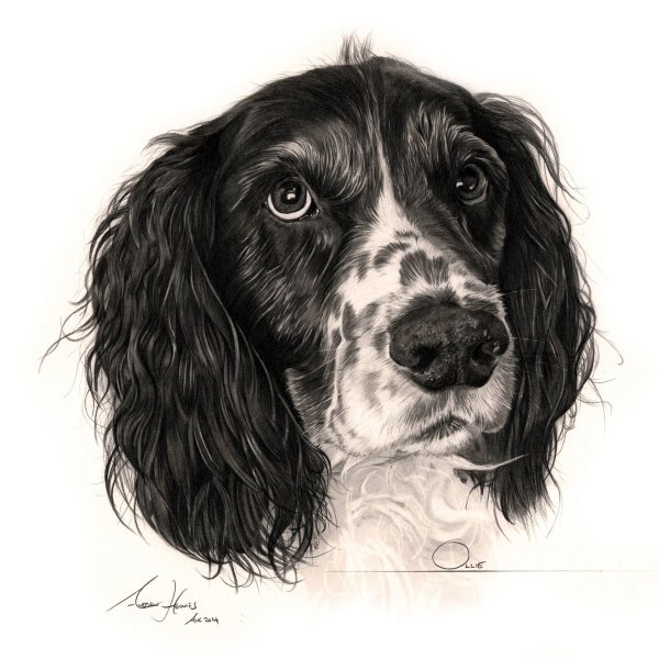 Английский кокер спаниель арт