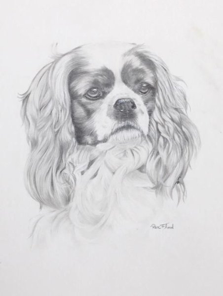 Кавалер Кинг Чарльз спаниель