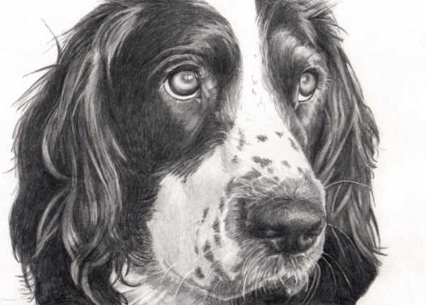 Спаниель чб