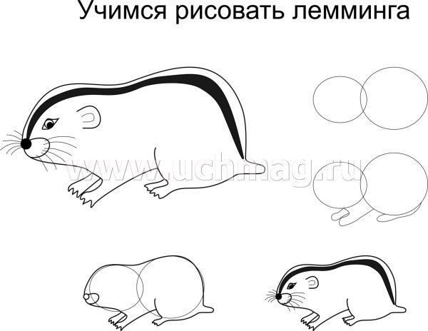 Лемминг рисунок