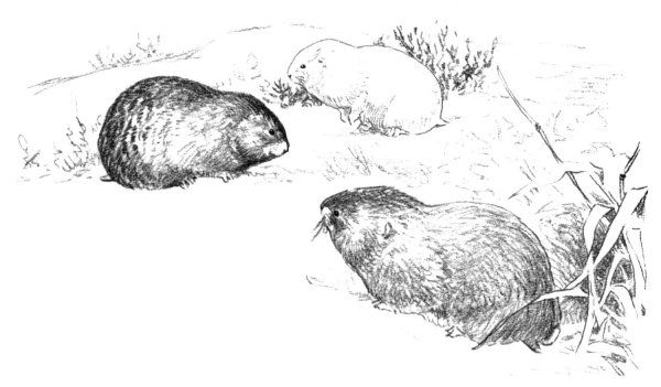 Лемминг рисунок