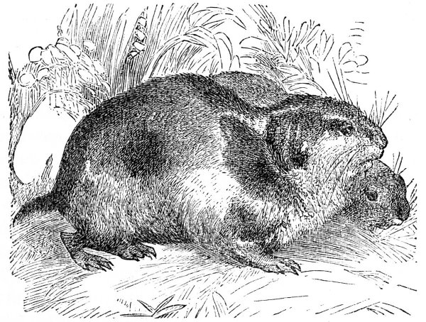 Раскраска морская Свинка