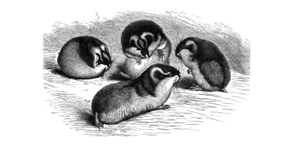 Ондатра раскраска для детей