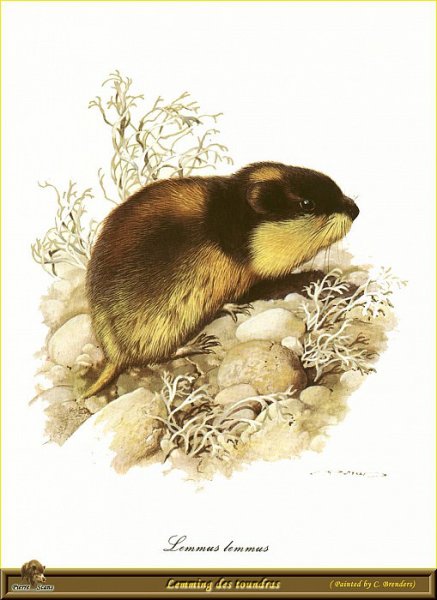 Лемминг карандашом