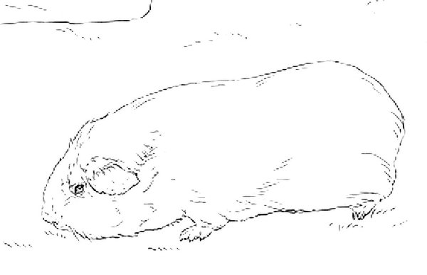 Хомяк рисунок карандашом