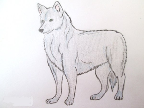 Волк рисунок карандашом для детей