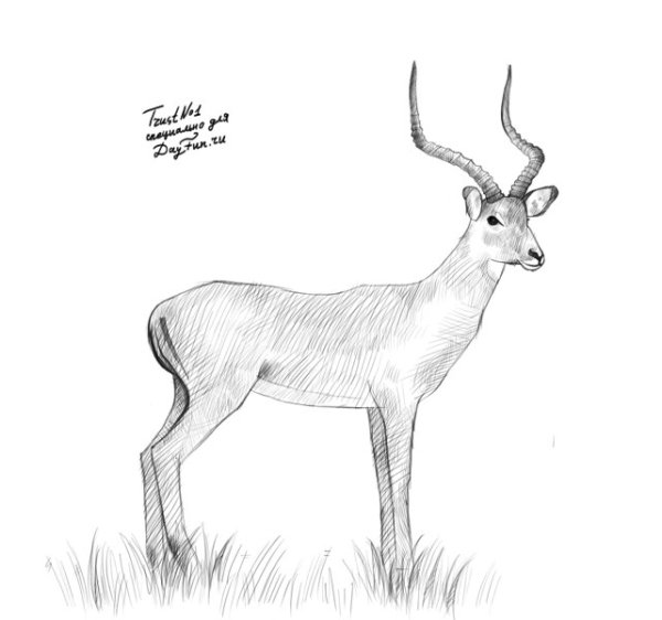Сайгак рисунок карандашом
