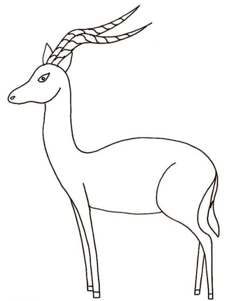 Раскраска Газель животное