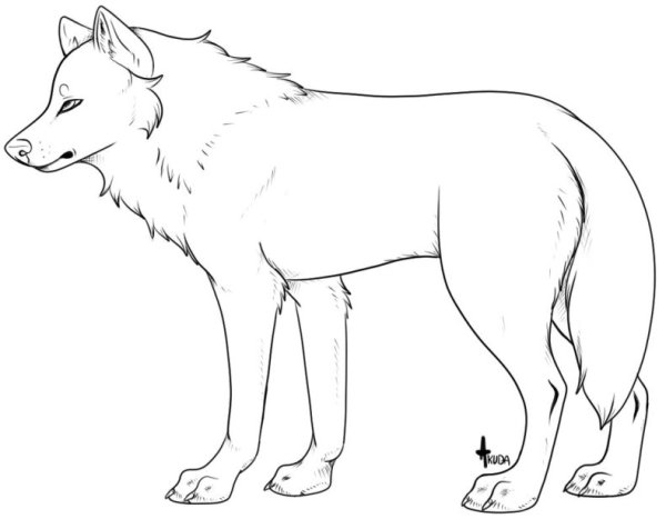 Волк для срисовки