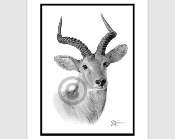 Антилопа рисунок карандашом