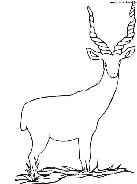 Антилопа раскраска для детей