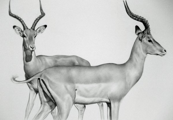 Антилопа набросок