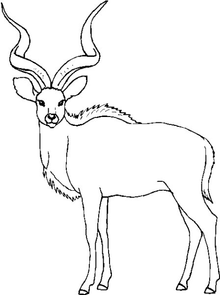 Контур для антилопа раскрашивания