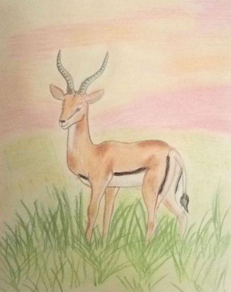 Сайгак рисунок