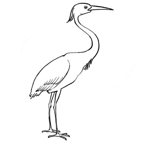 Раскраска для детей цапля на прозрачном фоне
